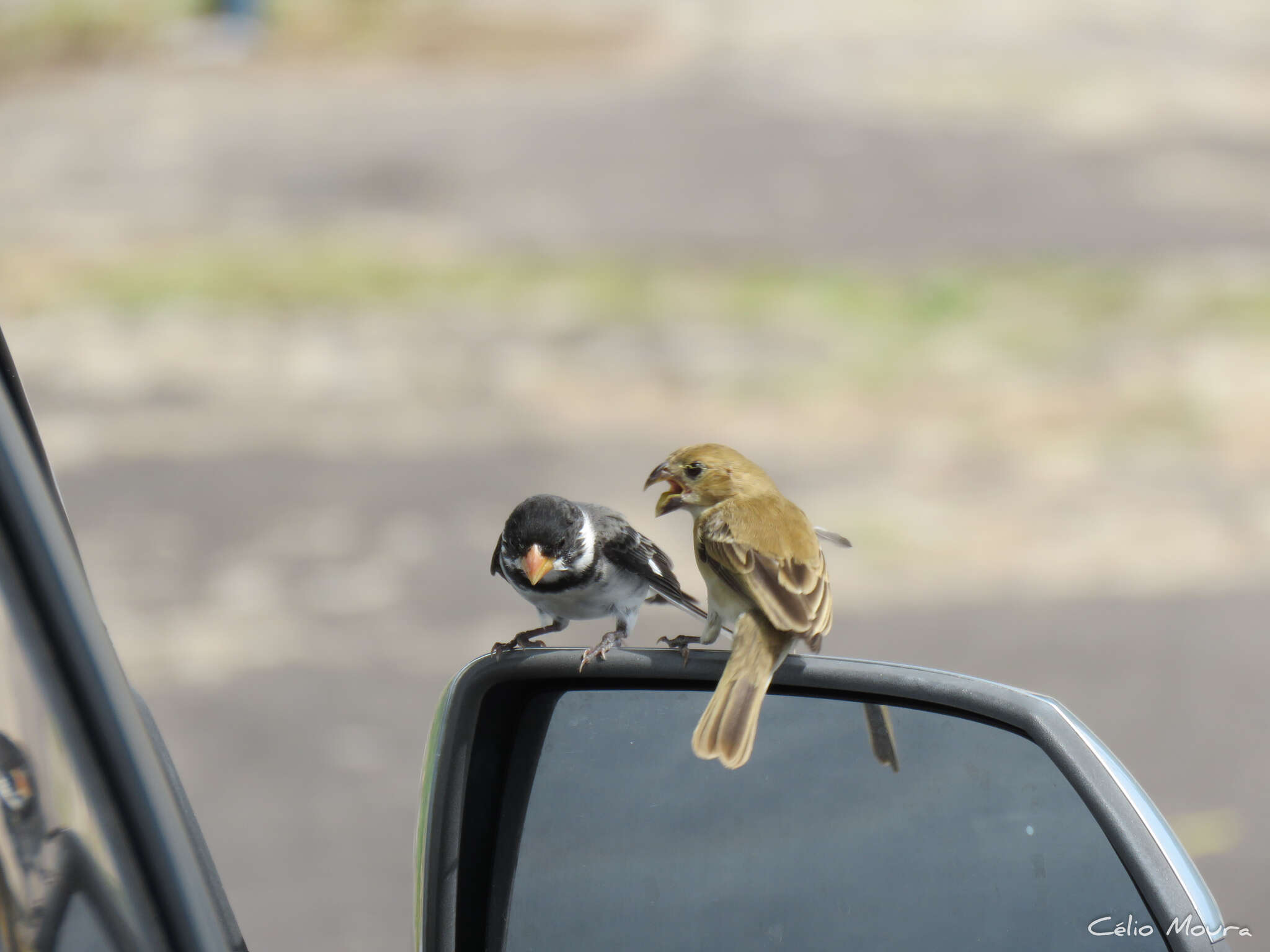 Image of White-throated Seedeater