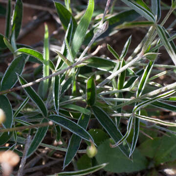 Image of Argyrolobium lunare subsp. sericeum