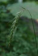 Imagem de Elymus hirsutus J. Presl