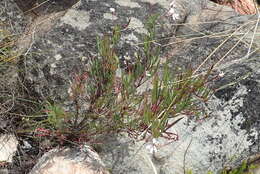 Image of Pelargonium laevigatum subsp. laevigatum