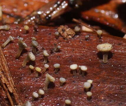 Sivun Hymenotorrendiella eucalypti (Berk.) P. R. Johnst., Baral & R. Galán 2014 kuva