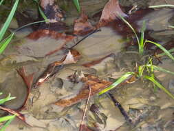 Image of Mountain Chorus Frog