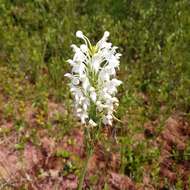 Image de Platanthera blephariglottis (Willd.) Lindl.