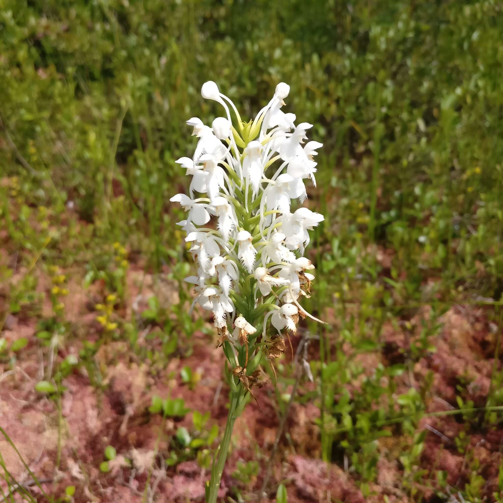 Image de Platanthera blephariglottis (Willd.) Lindl.