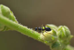 Image of Camponotus piceus (Leach 1825)