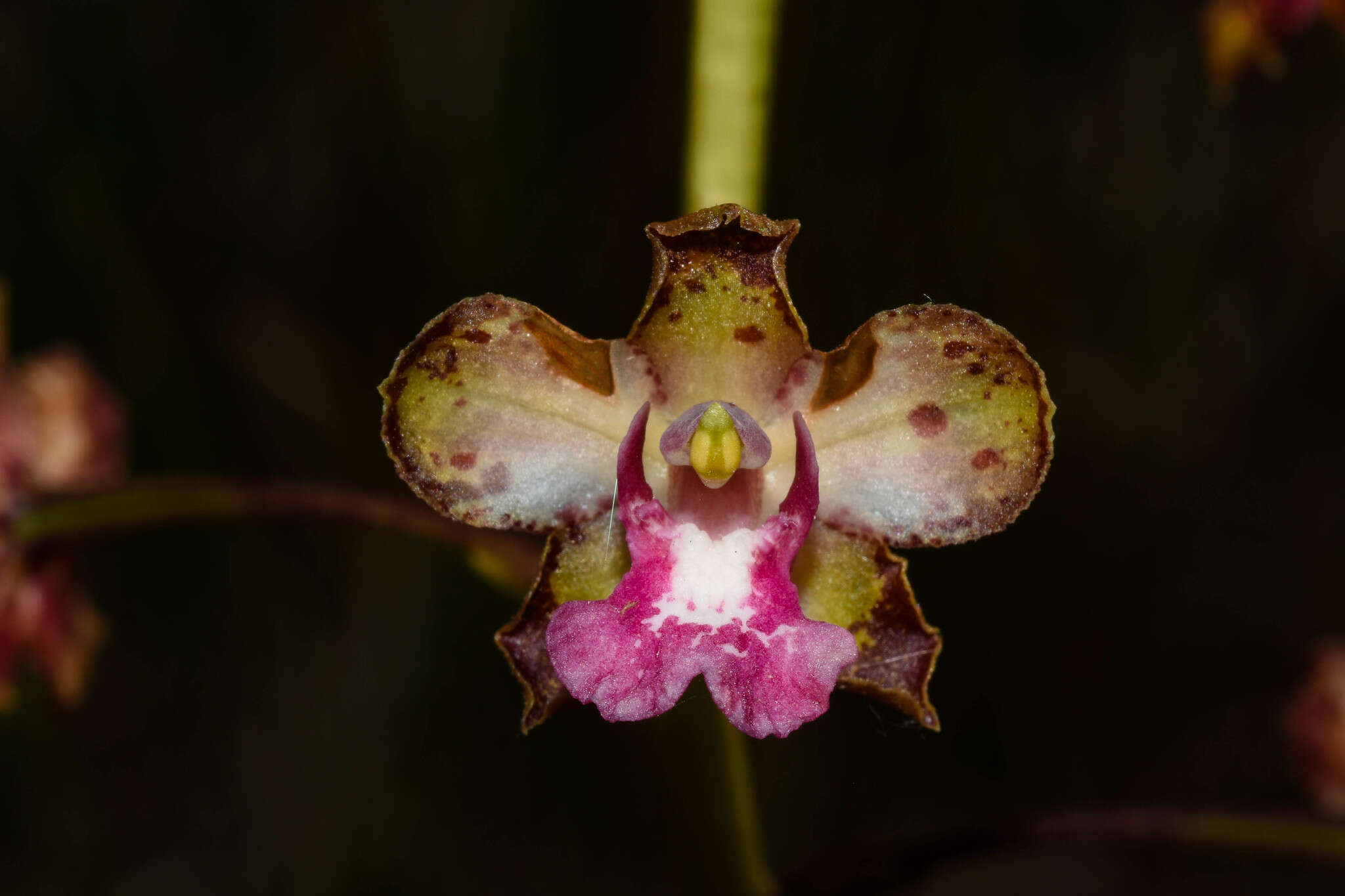 Image of Cyrtopodium brandonianum Barb. Rodr.