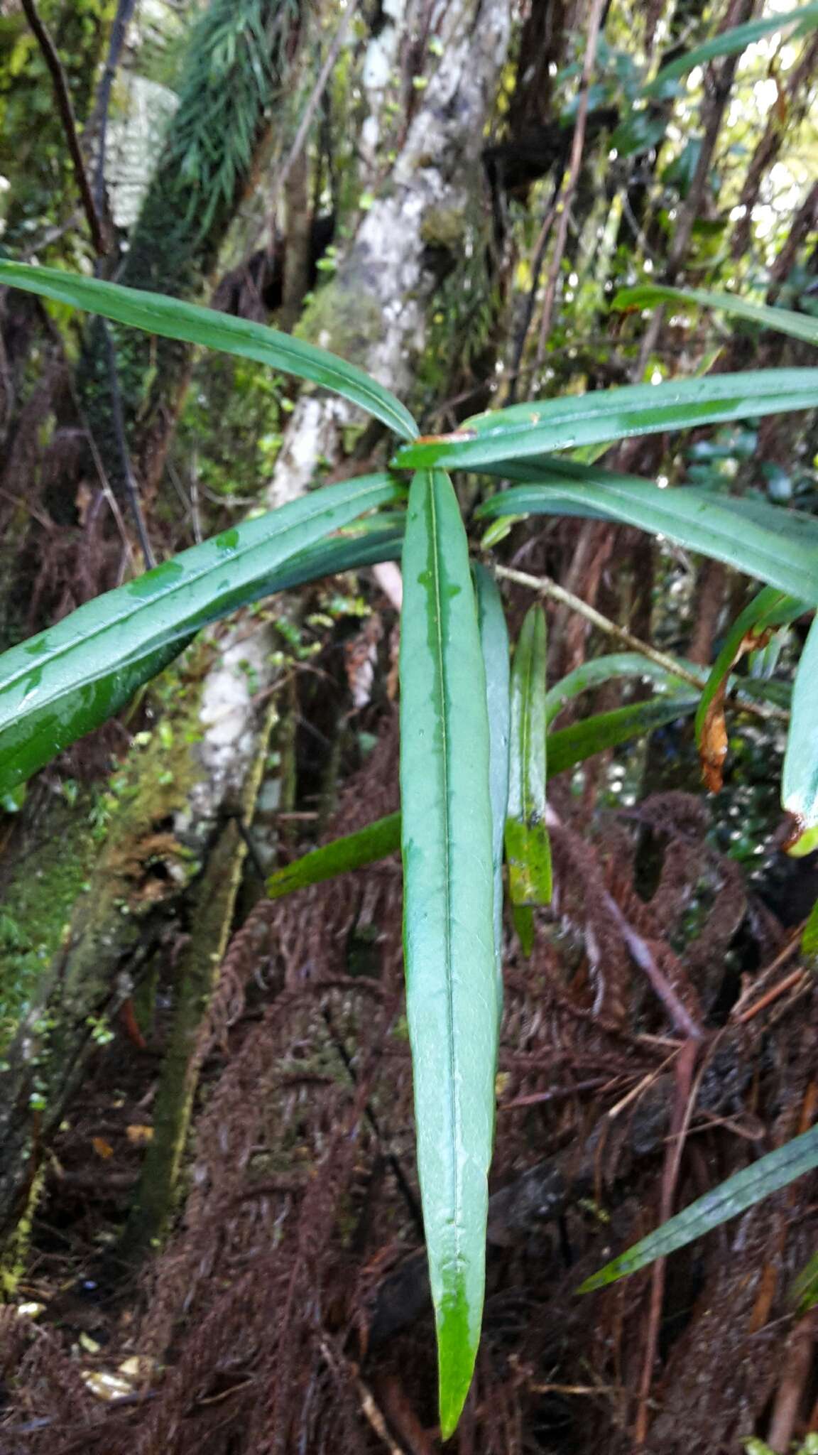 Image of Nestegis cunninghamii (Hook. fil.) L. A. S. Johnson