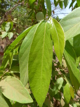 Image of Casearia tomentosa Roxb.