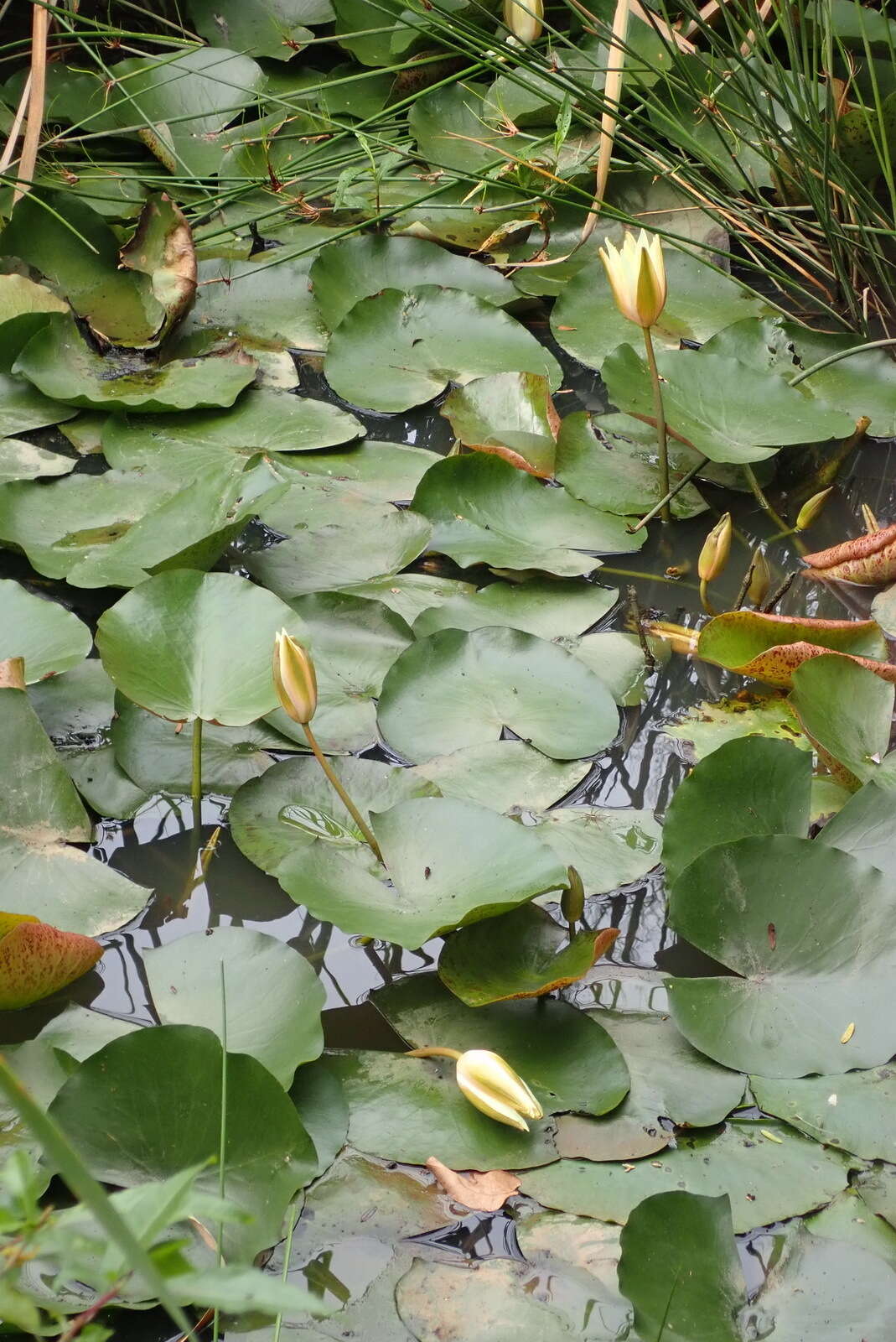 Image of yellow waterlily