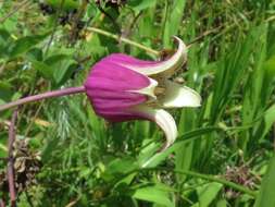 Image of White-Leaf Leather-Flower