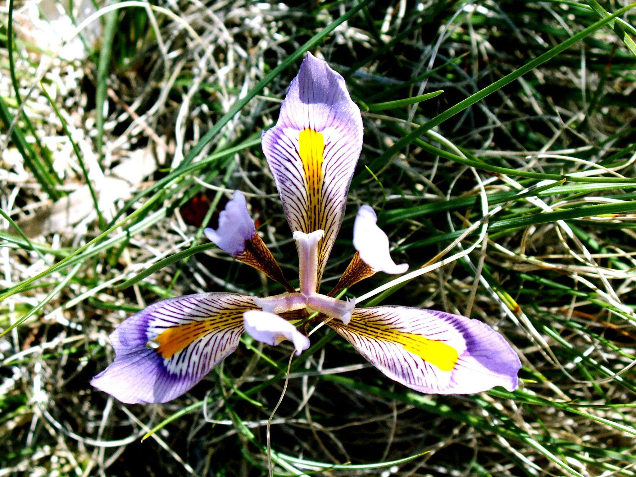 Image of Iris unguicularis subsp. cretensis (Janka) A. P. Davis & Jury