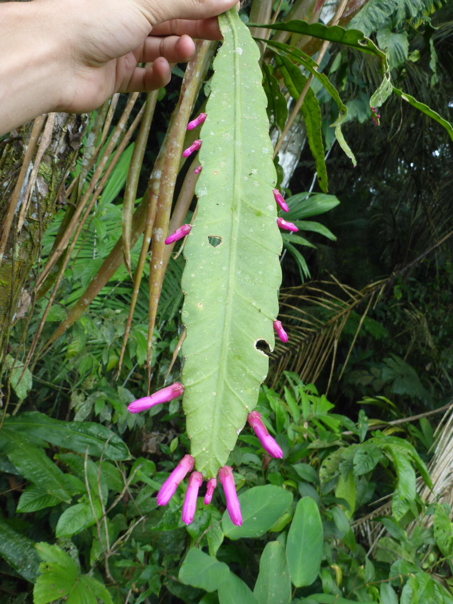 Image of Pseudorhipsalis amazonica (K. Schum.) Ralf Bauer