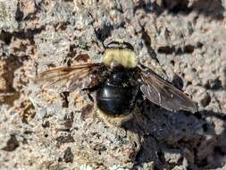 صورة Sericomyia harveyi (Osburn 1908)