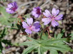 Imagem de Geranium linearilobum DC. ex Lam. & DC.