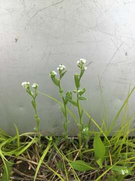 Image of Spring Forget-Me-Not