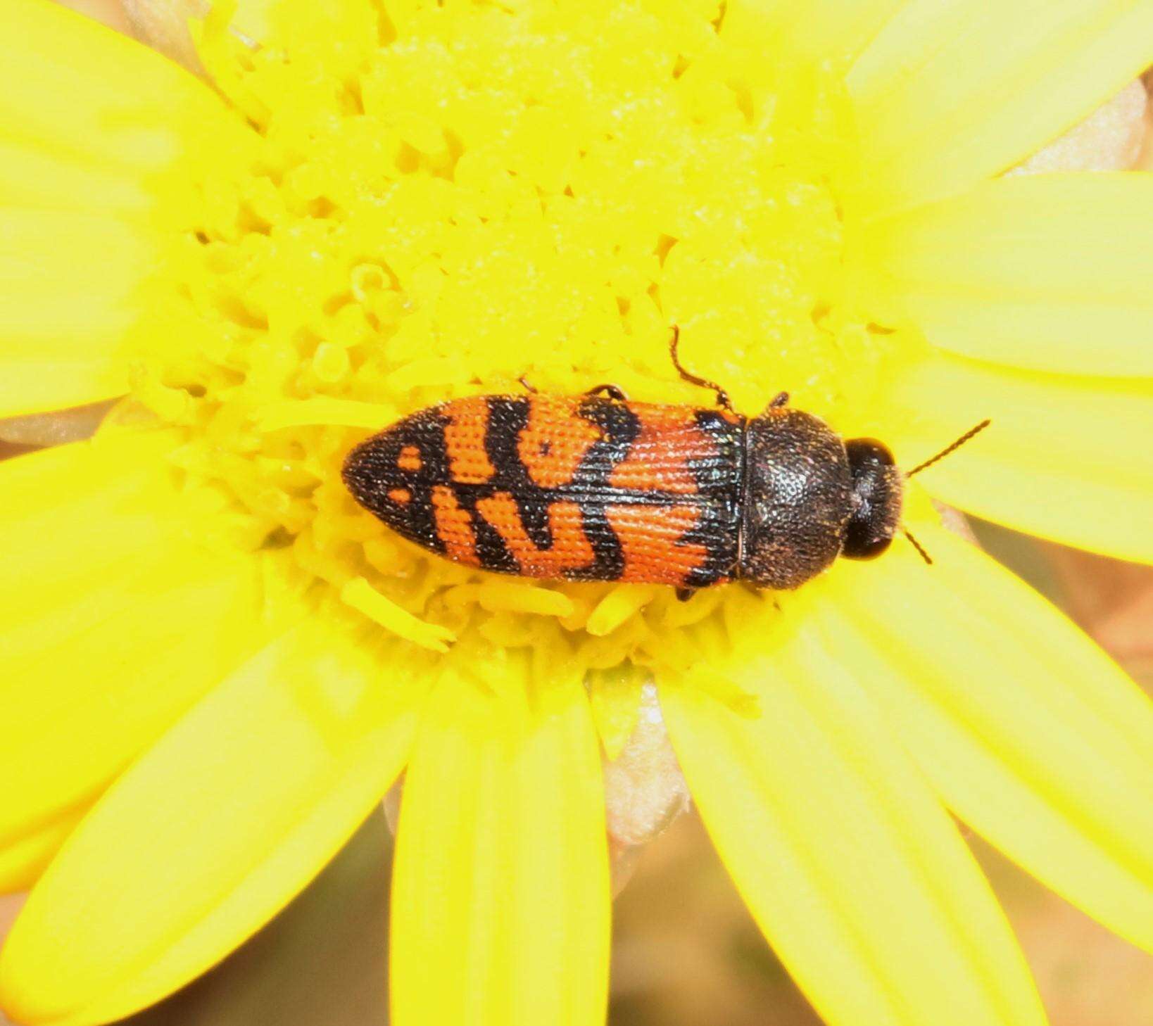 Image de Acmaeodera wittmeri Holm ex Holm & Schoeman 1999