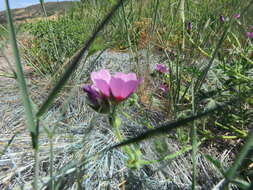 Image of Keck's checkerbloom