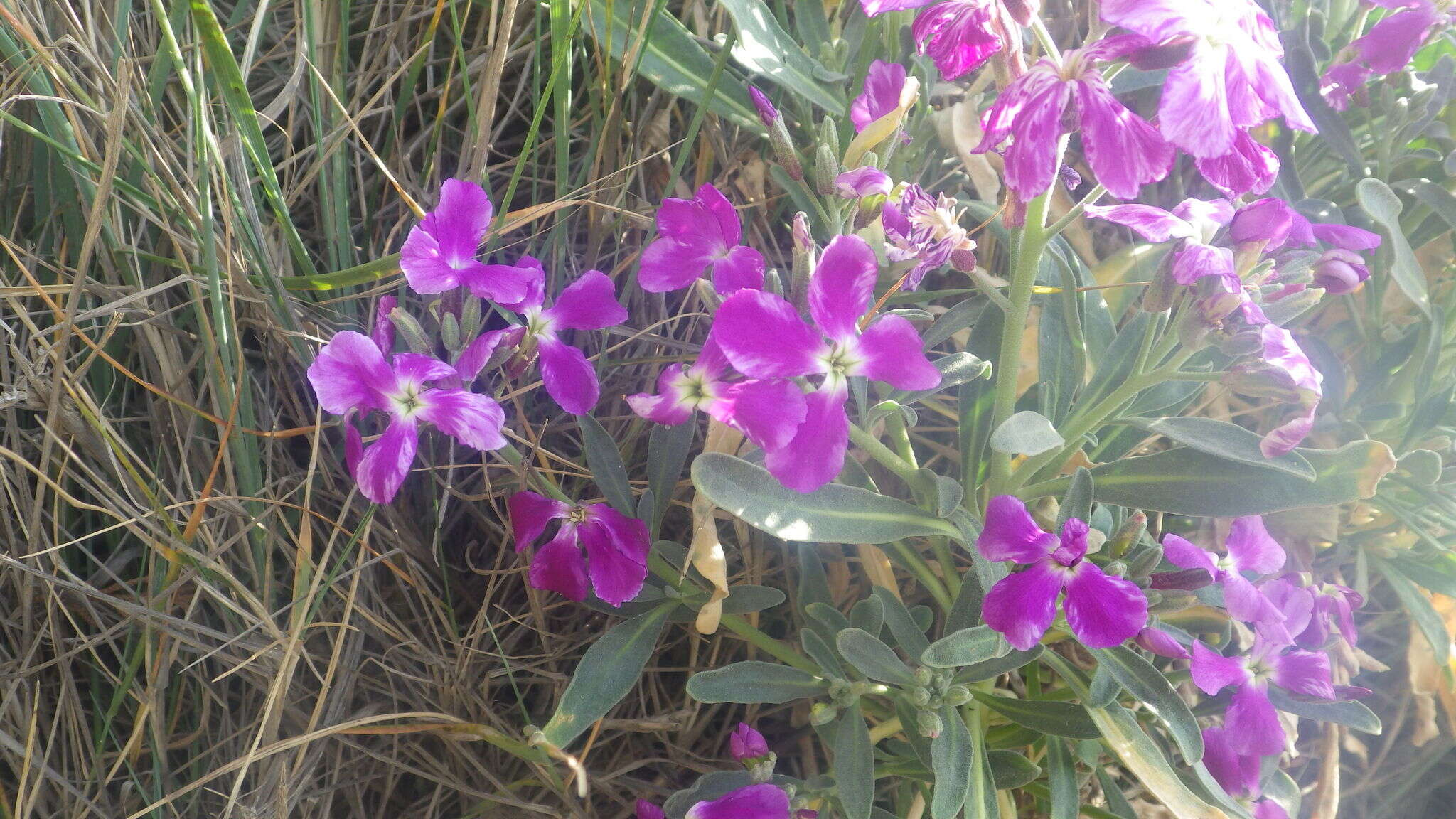 Imagem de Matthiola incana subsp. incana