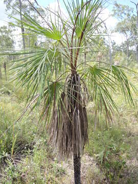 Image de Livistona humilis R. Br.