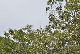 Image of New Caledonian Parakeet