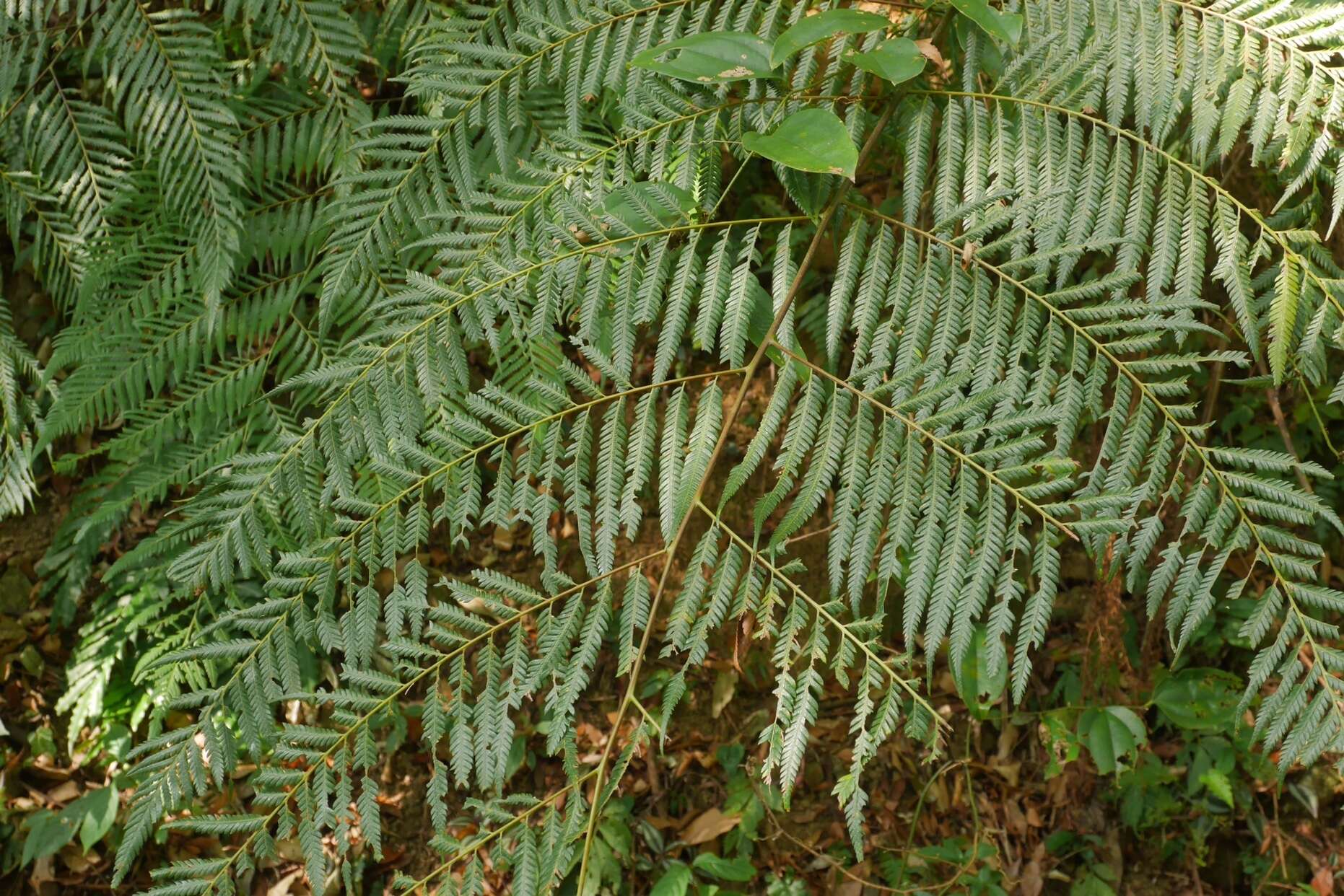 Image of Borneo Golden Fern