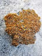 Image of orange lichen