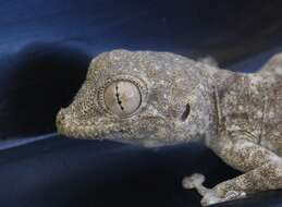 Image of Fan-fingered gecko