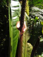 Image of Anthurium urvilleanum Schott