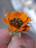 Image of Gorteria diffusa subsp. calendulacea (DC.) Roessler