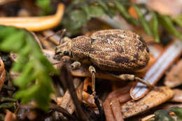 Image of Nemocestes puncticollis (Casey 1888)