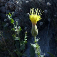 Image of Klasea cerinthifolia (Sm.) Greuter & Wagenitz