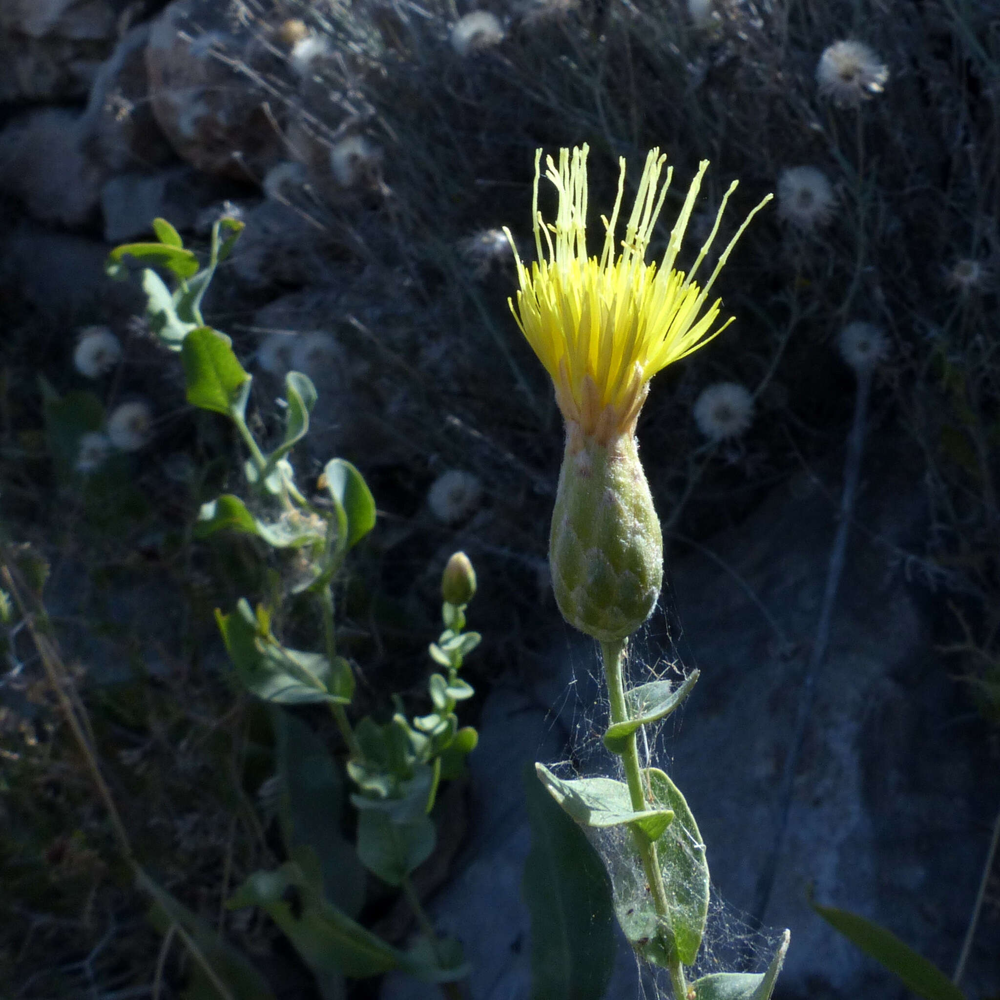 Image of Klasea cerinthifolia (Sm.) Greuter & Wagenitz