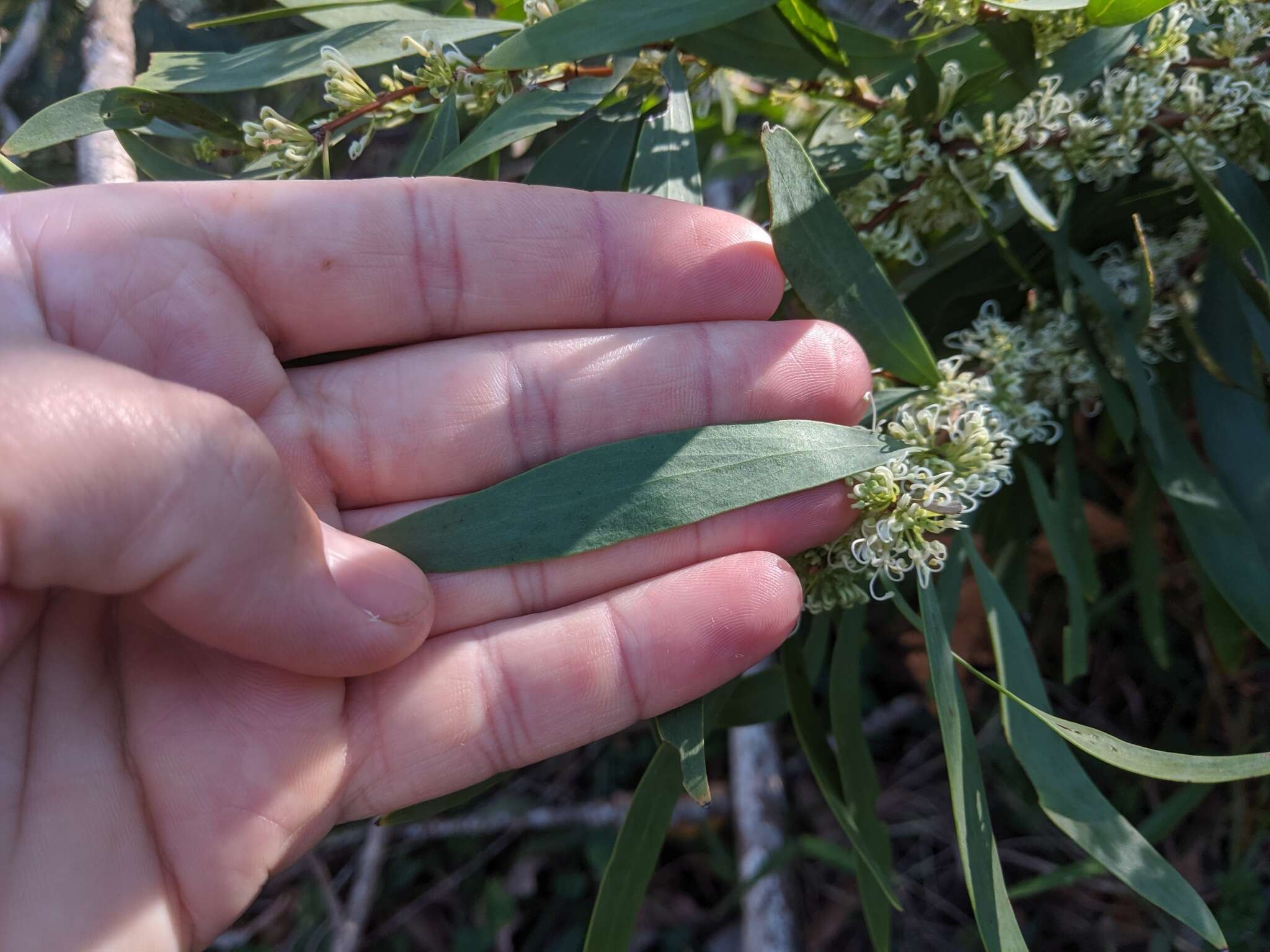 Image of Hakea florulenta Meissner