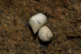 Image of Littoraria flava (P. P. King 1832)