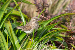 Image of Auckland Island Pipit