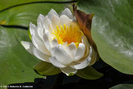 Image de Nymphaea odorata subsp. odorata