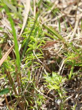 Image of moss phlox