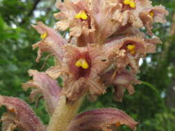 Слика од Orobanche alsatica subsp. libanotidis (Ruprecht) Pusch