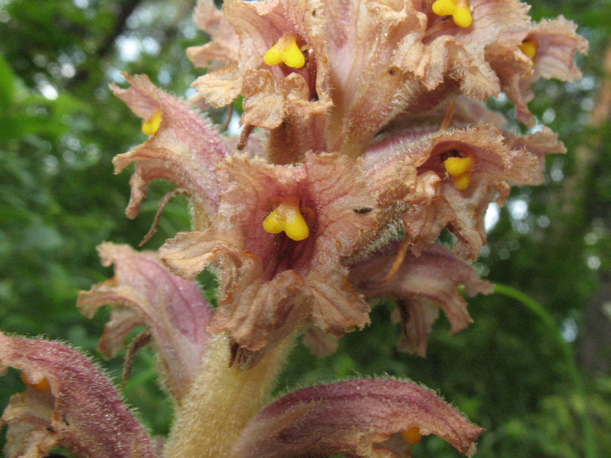 Слика од Orobanche alsatica subsp. libanotidis (Ruprecht) Pusch