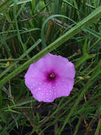 Слика од Ipomoea sagittata Poir.