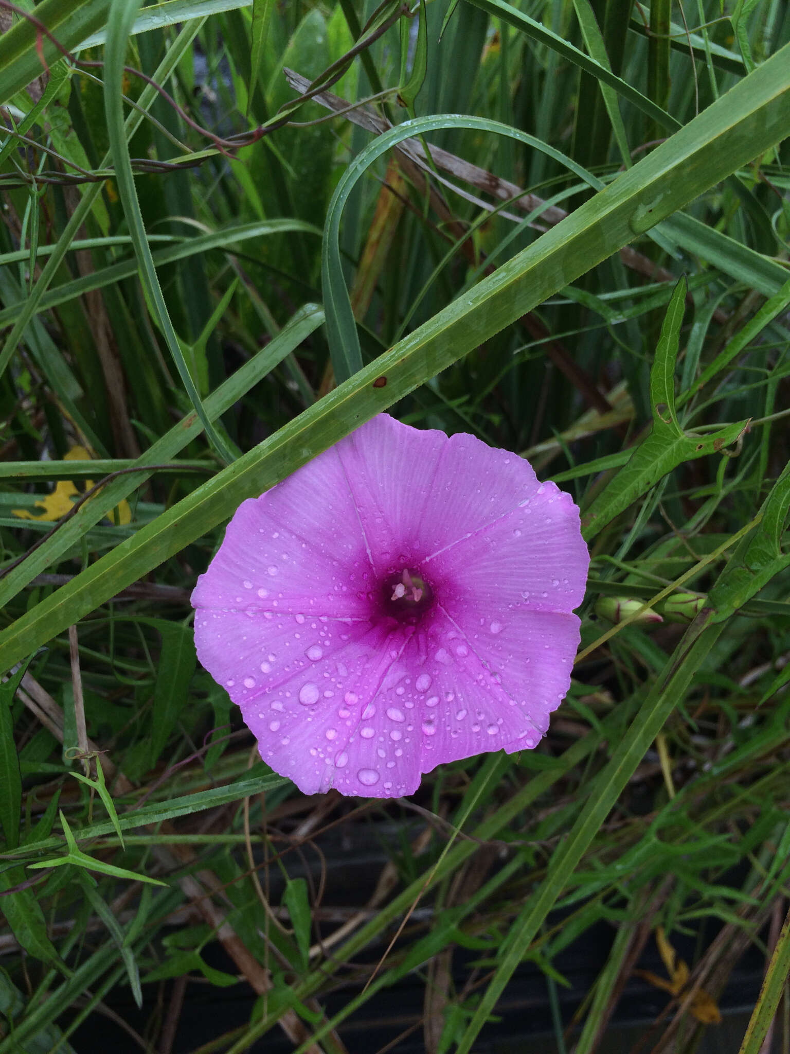 Слика од Ipomoea sagittata Poir.