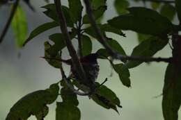 Image of Bates's Paradise Flycatcher