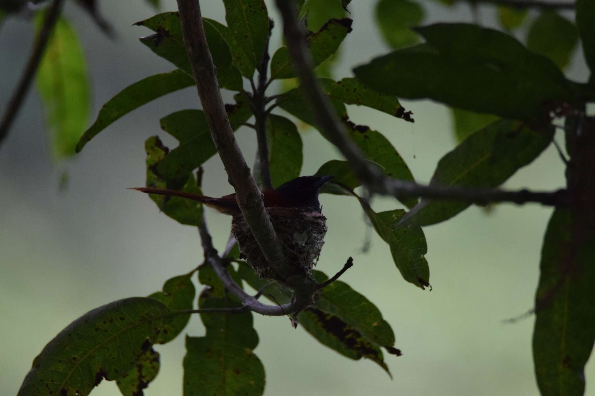 Image of Bates's Paradise Flycatcher