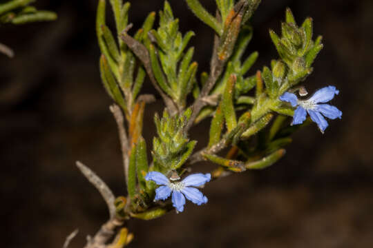 Слика од Scaevola linearis R. Br.