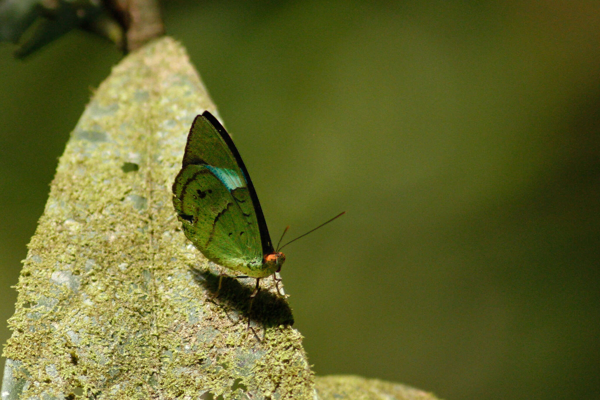 Imagem de Nessaea batesii Felder 1860