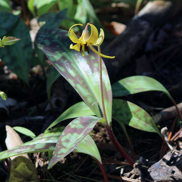 Imagem de Erythronium americanum subsp. americanum