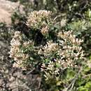 Image of Tenrhynea phylicifolia (DC.) O. M. Hilliard & B. L. Burtt