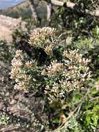 Image of Tenrhynea phylicifolia (DC.) O. M. Hilliard & B. L. Burtt