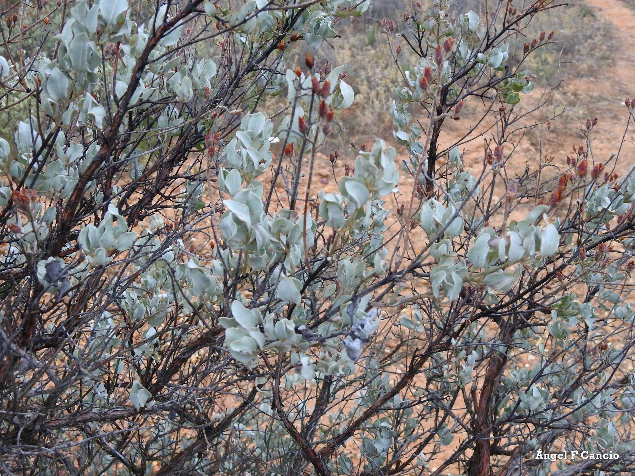 Image of Halimium atriplicifolium (Lam.) Spach