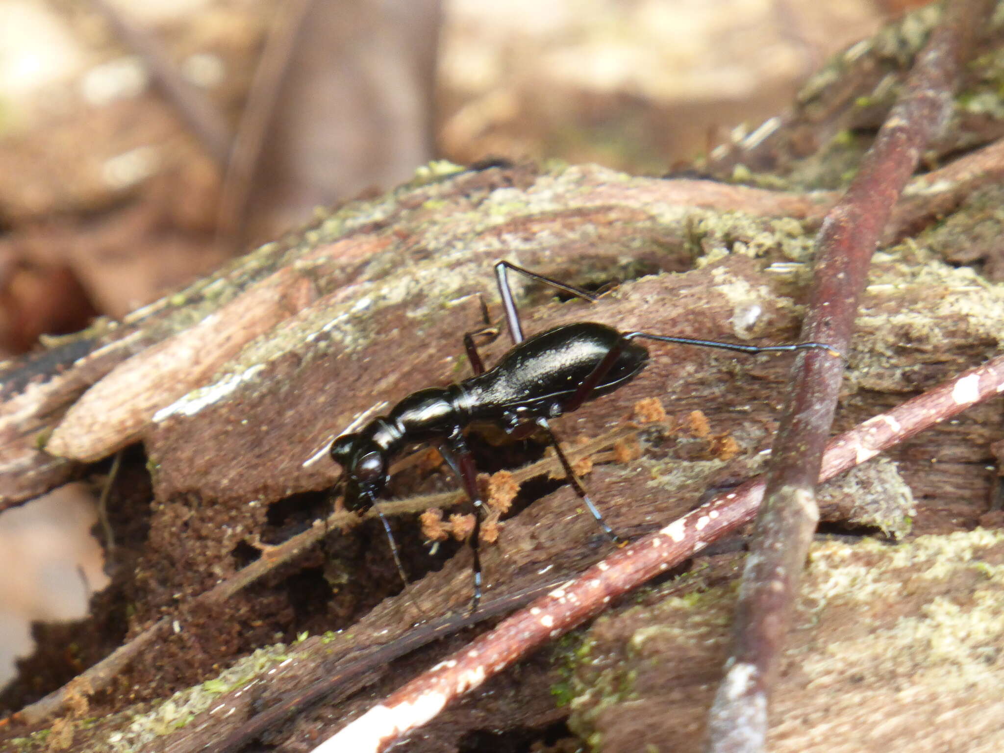 Image of Tricondyla (Tricondyla) aptera (G. A. Olivier 1790)